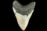 Fossil Megalodon Tooth - North Carolina #109806-2
